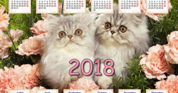 Le calendrier Agenda papier physique kitsch avec des chatons, la poste 2018